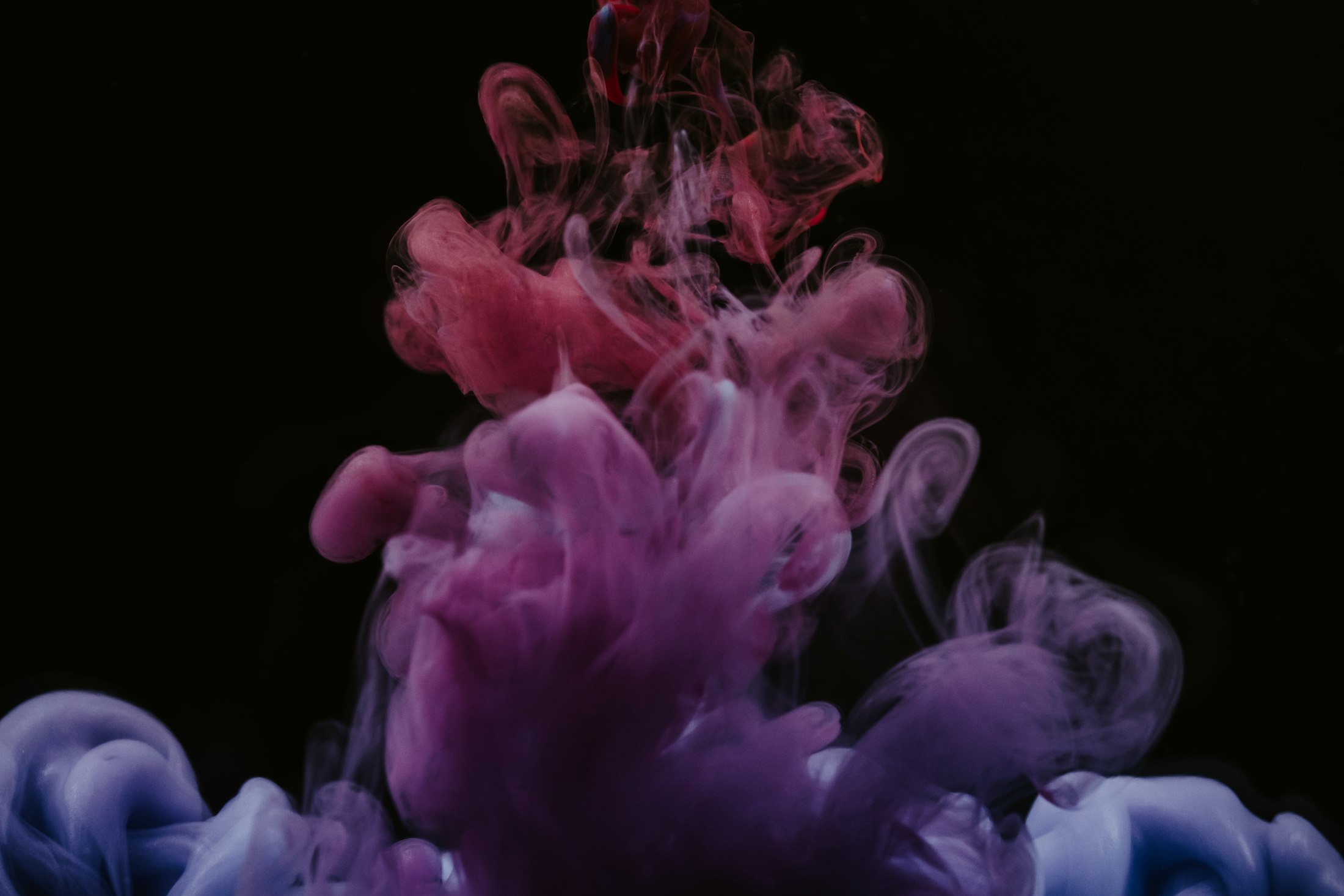 Soft amethyst and rose ink drifting and blooming through water